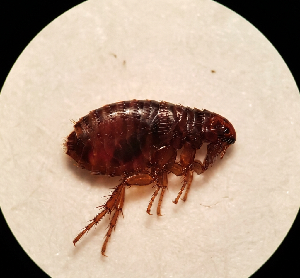 Flea control treatment